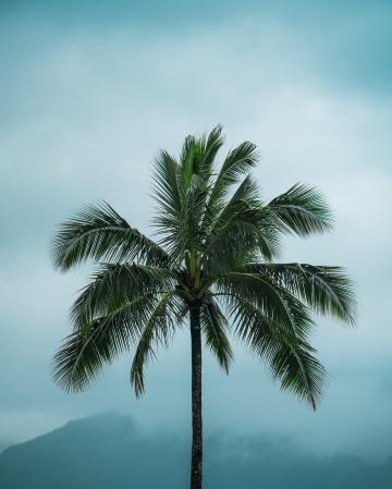 漂亮的椰子树