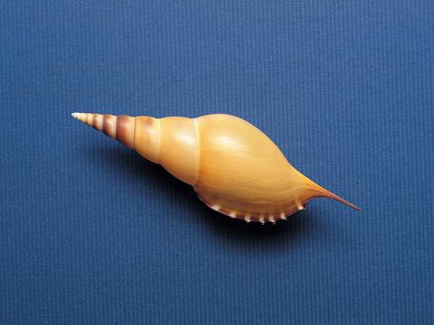 宽屏千年生物图集【第十篇】贝壳海螺专区