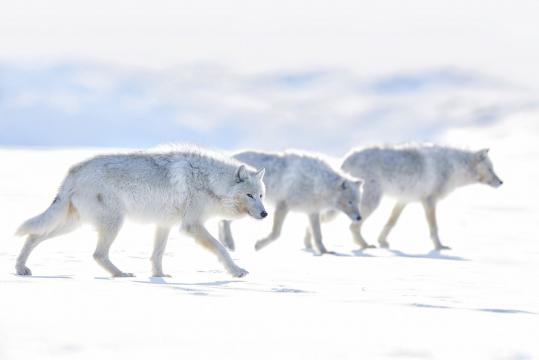 一群在北极湾漫步的白狼