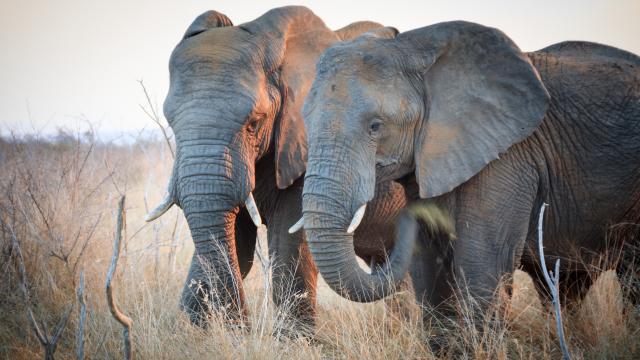 草原上的非洲象