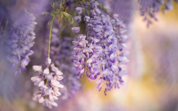 春天的美丽紫藤花