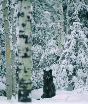 雪地里的灰狼