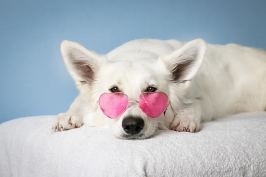 戴着粉色墨镜的可爱狗狗