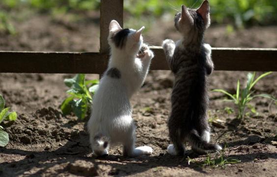 趴在栏杆上的可爱猫咪