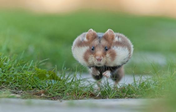 奔跑的可爱仓鼠