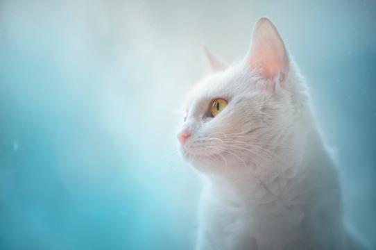 浑身雪白的可爱猫咪