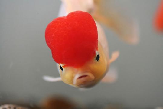 红头金鱼