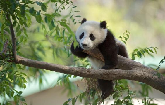 趴在树上的慵懒熊猫