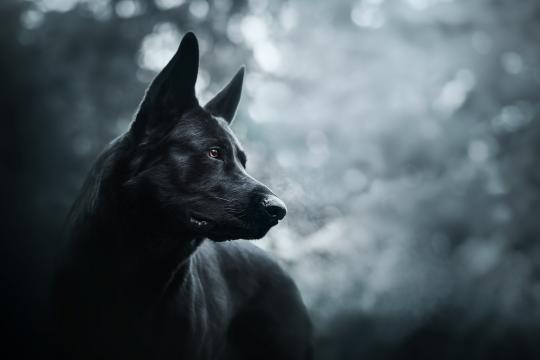 黑色挪威猎麋犬