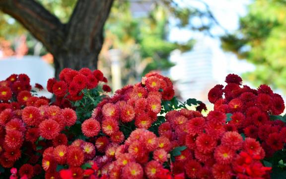 艳丽的红色菊花