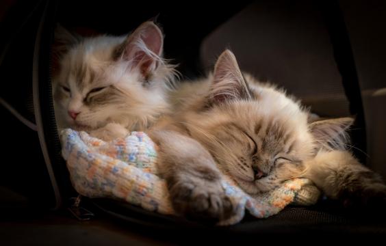 两只熟睡的萌猫