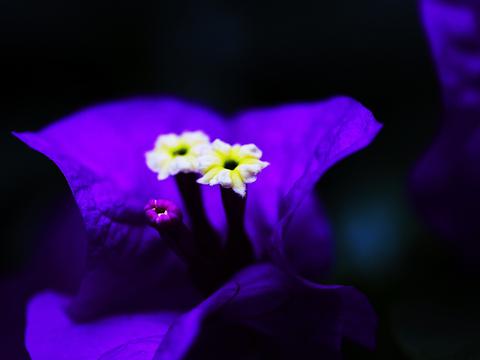 深紫色三角梅