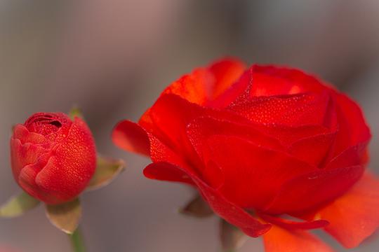 竞放的红玫瑰