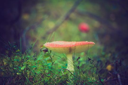 漂亮的红色蘑菇