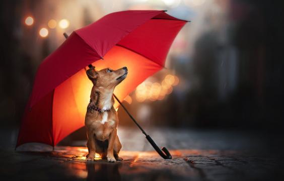 雨伞下的可爱狗狗