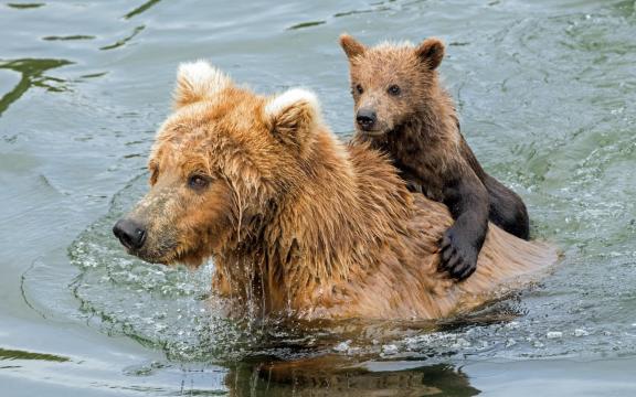 大熊小熊水中嬉戏沐浴