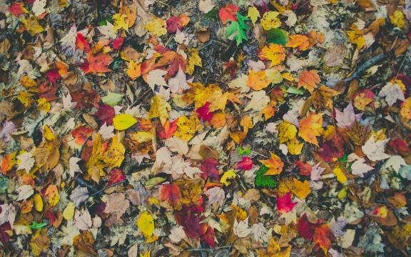 秋天的落叶缤纷