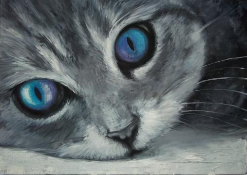 猫咪的蓝色眼睛