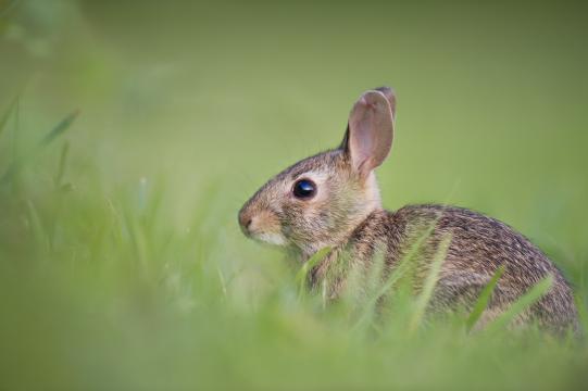 家兔在草原上奔跑