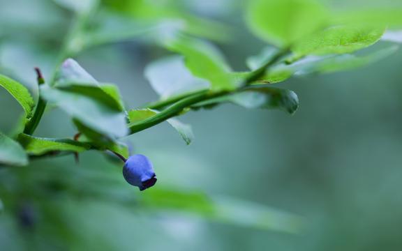 诱人的蓝莓
