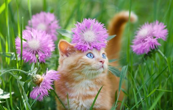 花丛中的可爱橘猫