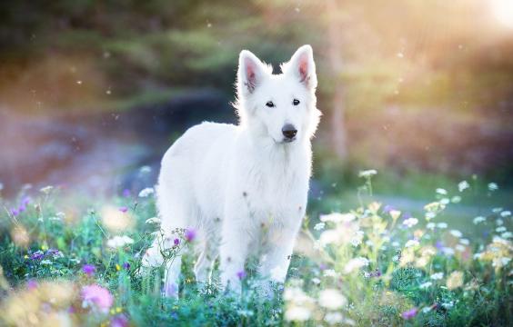 清晨草地上的白色大狗狗