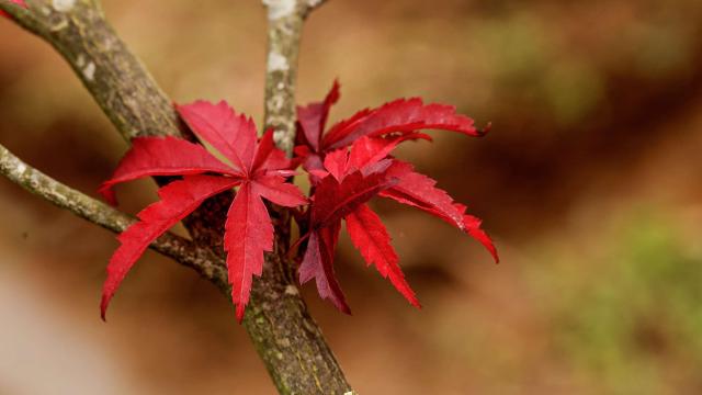 红叶，秋天最后的抒情