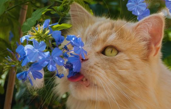 偷吃花朵的可爱猫咪