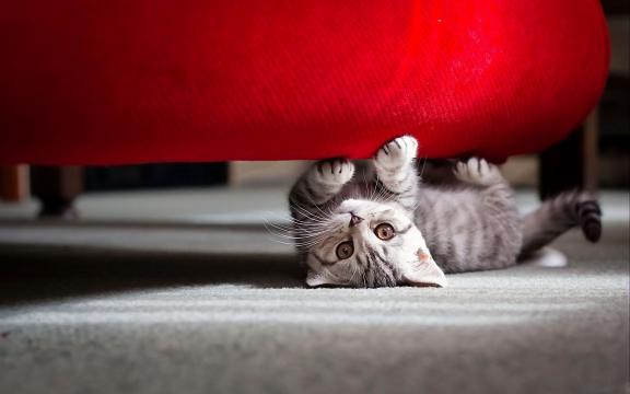 小猫在红色沙发下玩耍
