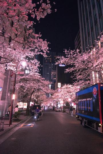 樱花盛开的唯美街道
