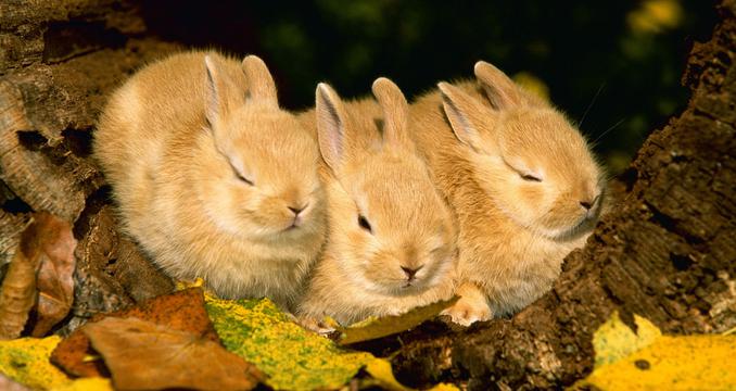 三只小黄兔
