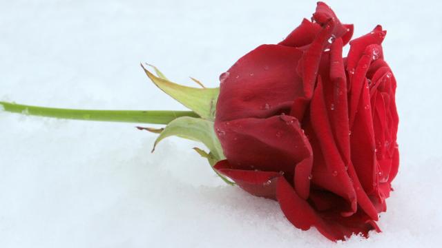 红玫瑰花代表爱情