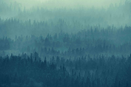 迷雾森林景观