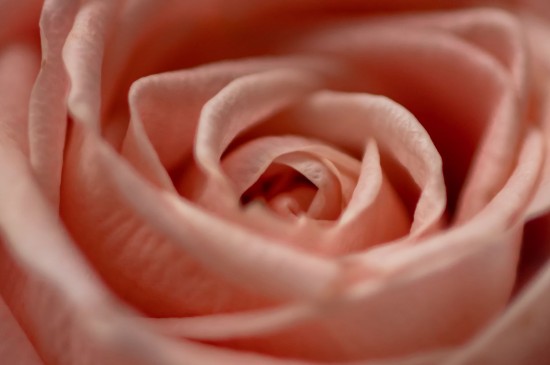 娇嫩唯美的玫瑰花