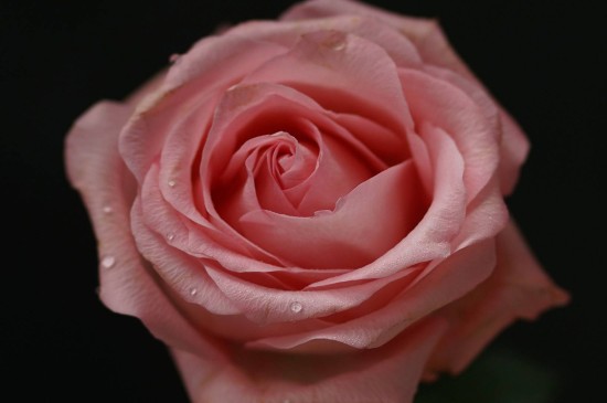 优美迷人的玫瑰花
